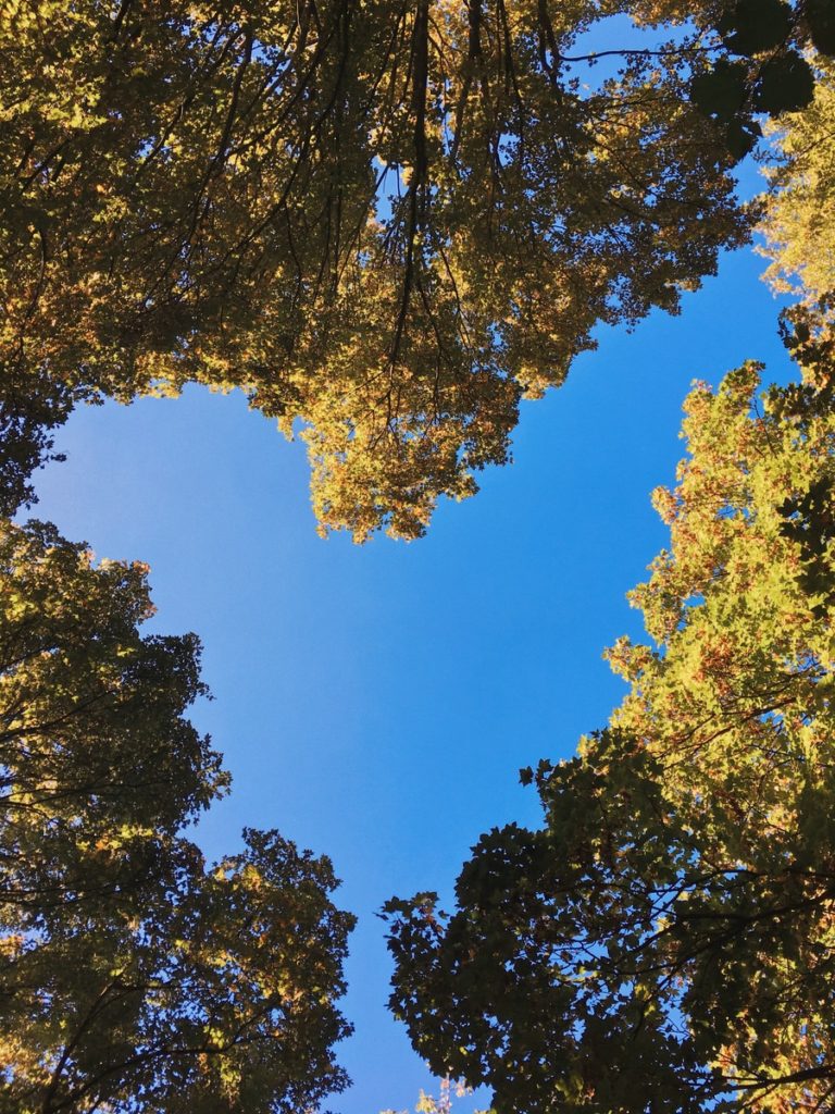 low-angle photo of green-leafed trees