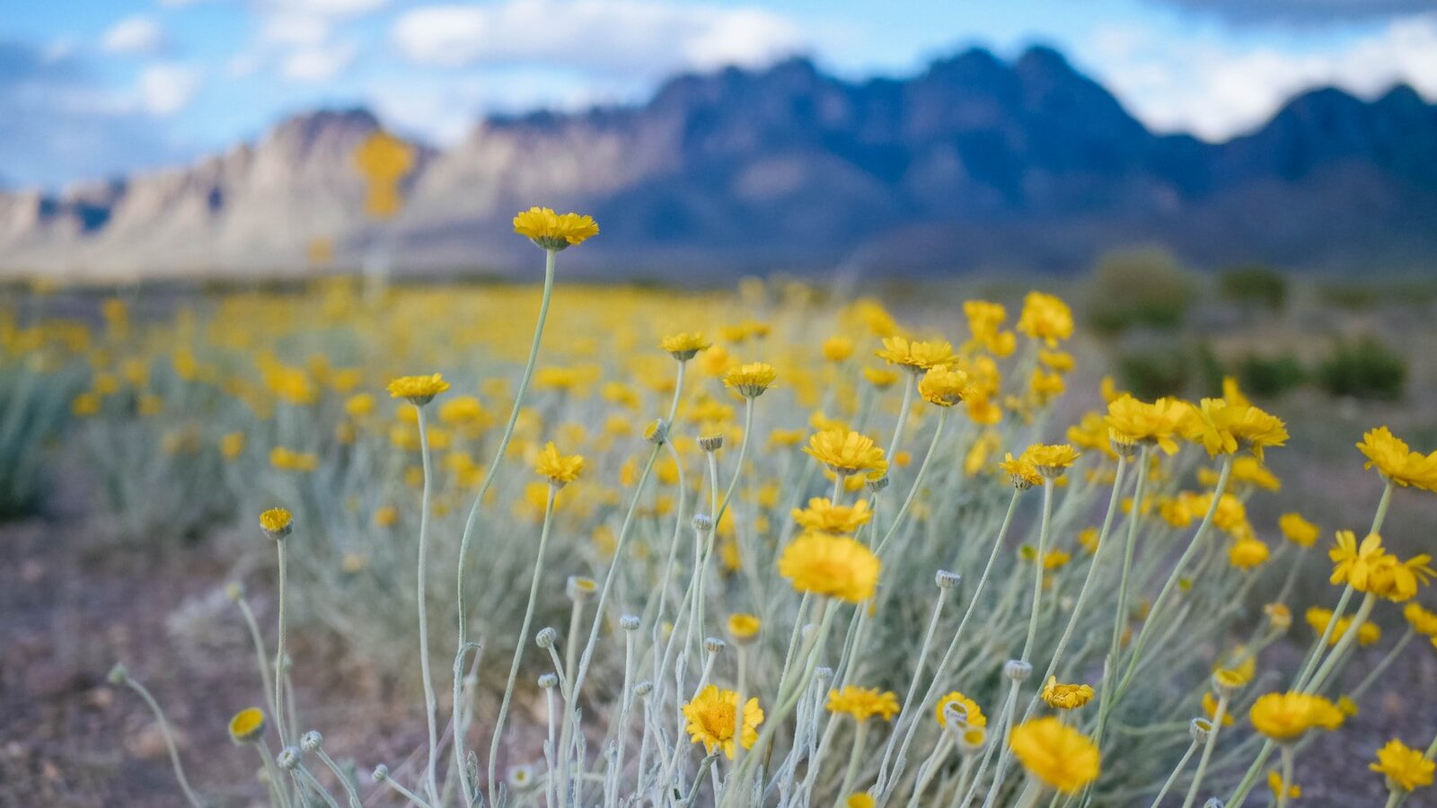Desert Marigolds blooming at the foot of the Organ Mountains.