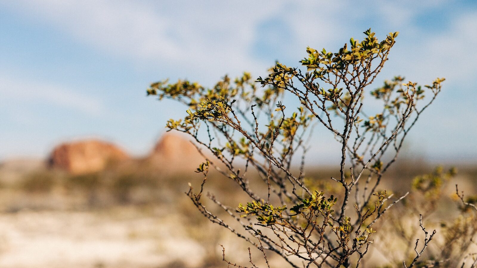 Creosote growing in the chihuahuan desert.