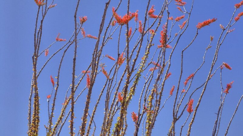 A green ocotillo plant with red tips and blue sky in the background.