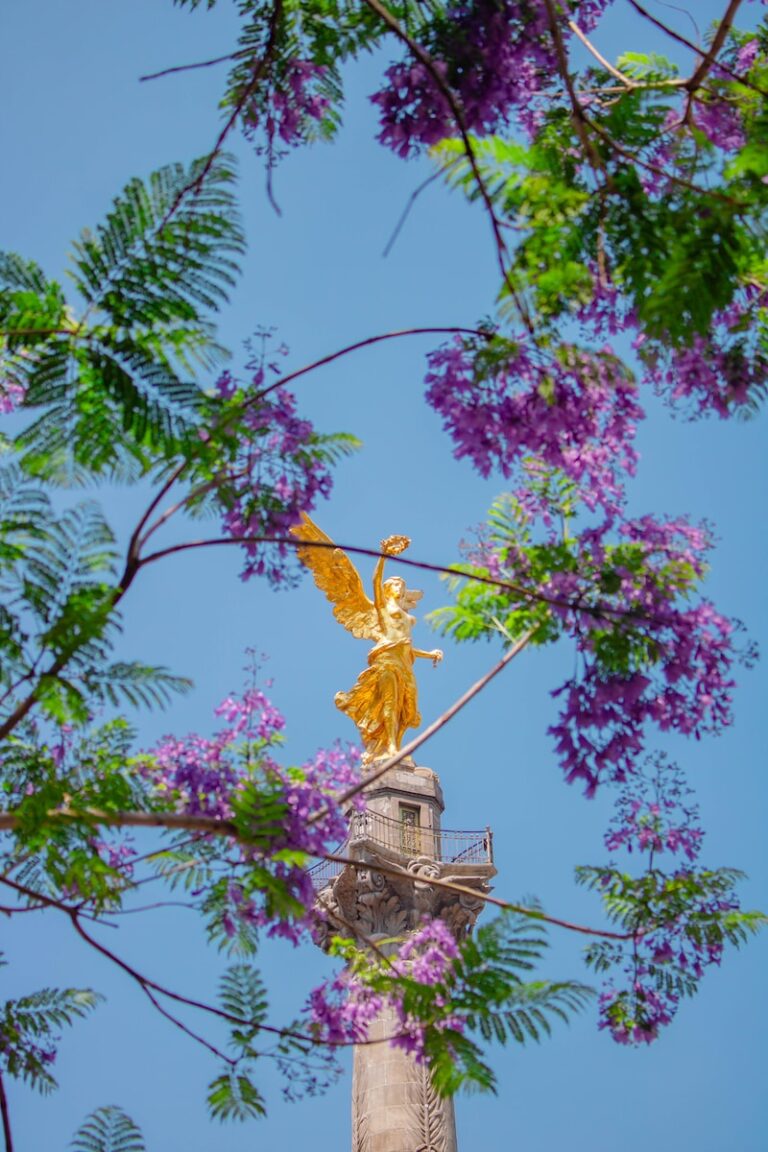 The statue Angel de Independencia with blooming tree flowers in the foreground and a clear blue sky in the background.